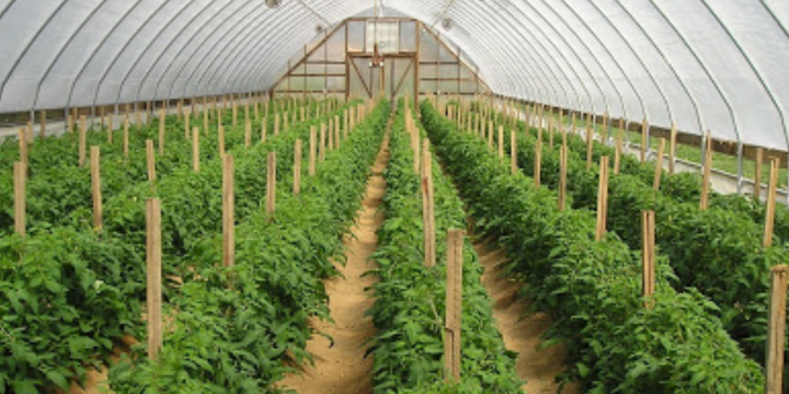 Nông dân Nghệ An tăng cường sản xuất nông sản, thực phẩm an toàn